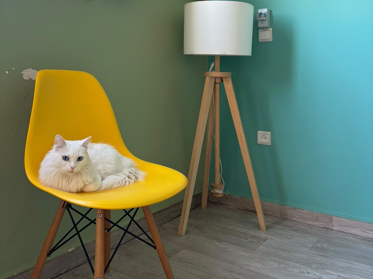 La chatte du cabinet sur une chaise de la salle d’attente